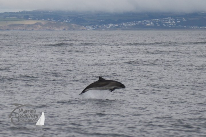 breaching porpoise