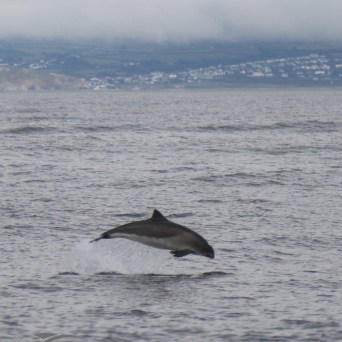 breaching porpoise
