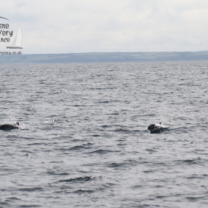 harbour porpoises