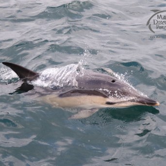 common dolphin