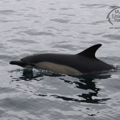 common dolphin