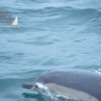 common dolphin