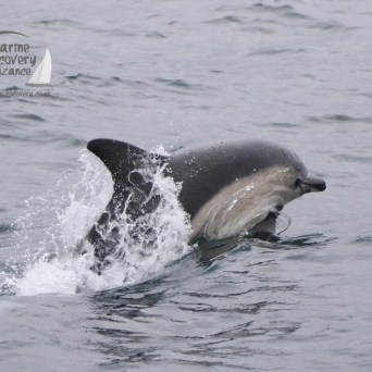 common dolphin