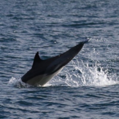 common dolphin