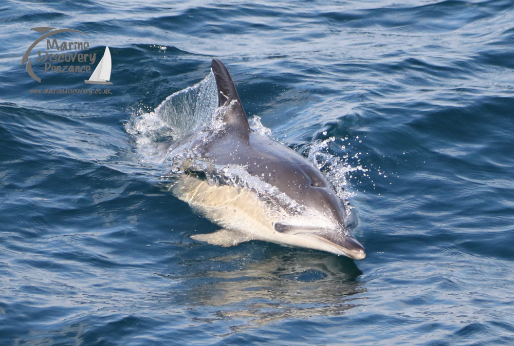 common dolphin