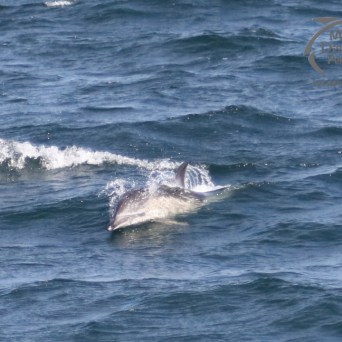 common dolphin