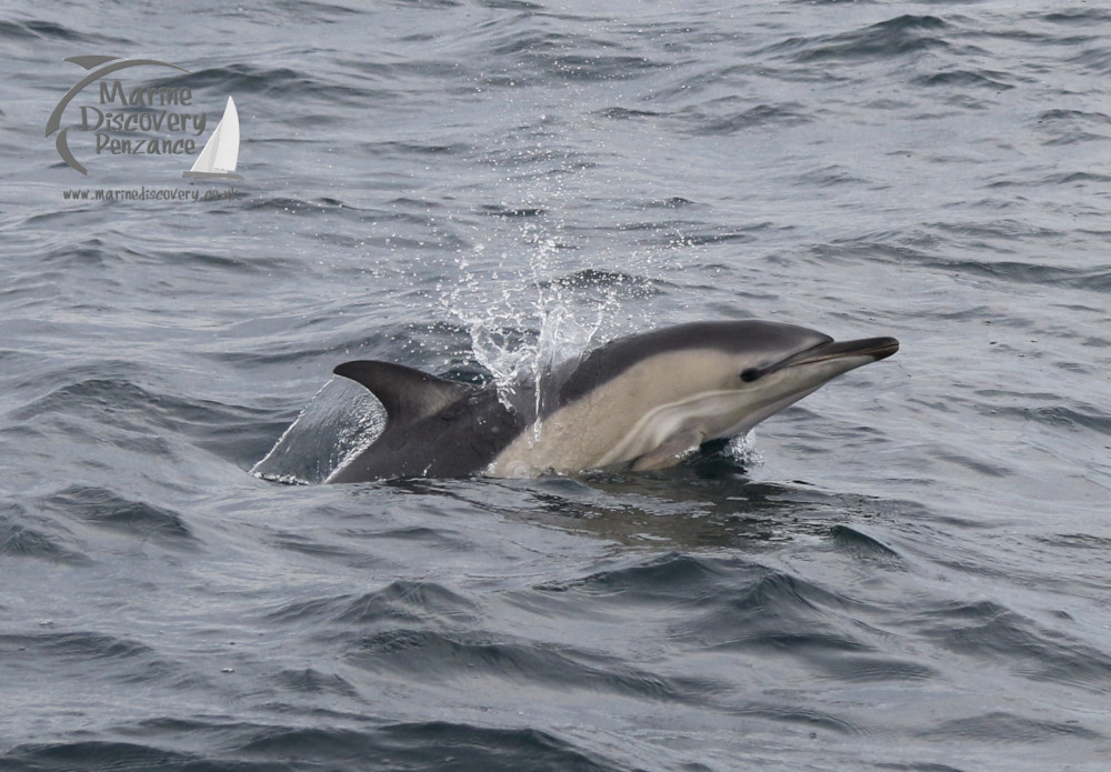 common dolphin