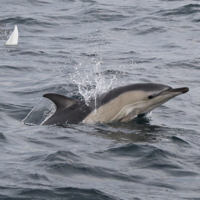 common dolphin