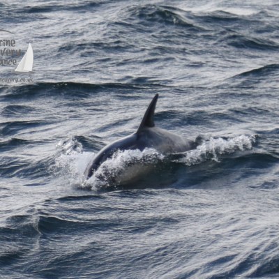 common dolphin