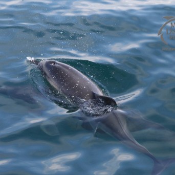 common dolphin