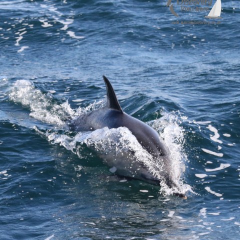 common dolphin