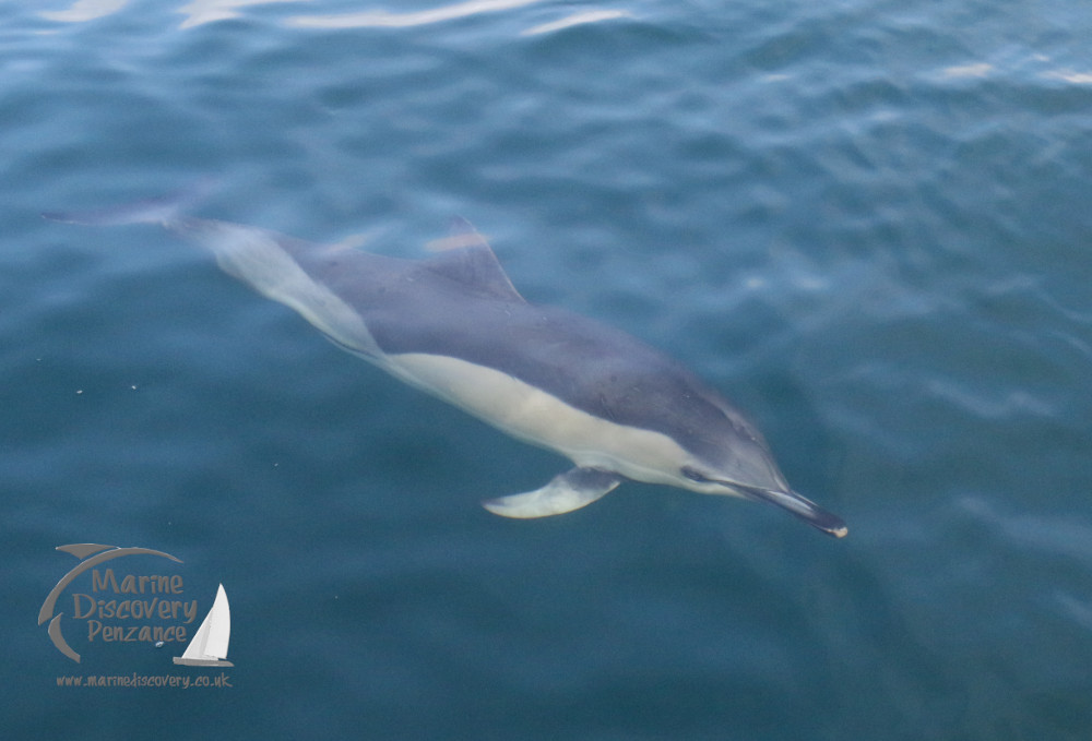 common dolphin