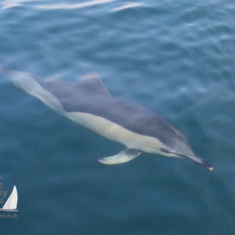 common dolphin