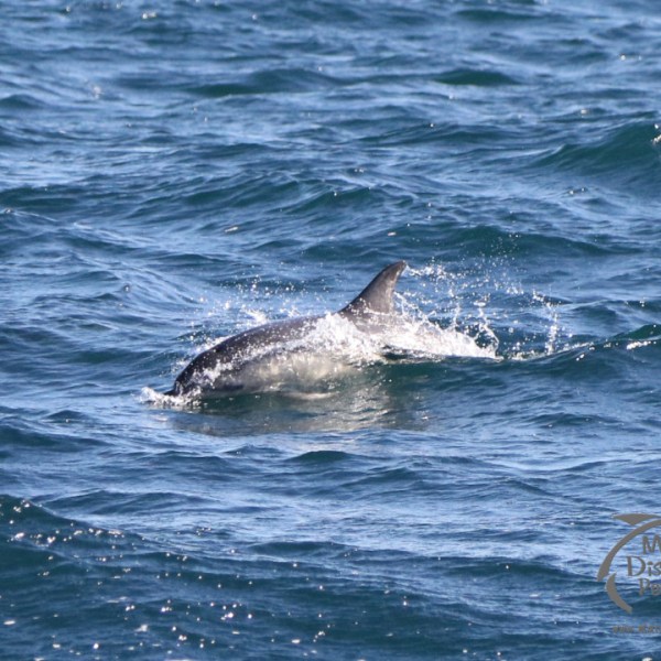 common dolphin