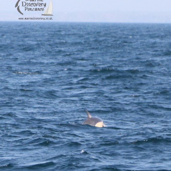 common dolphin