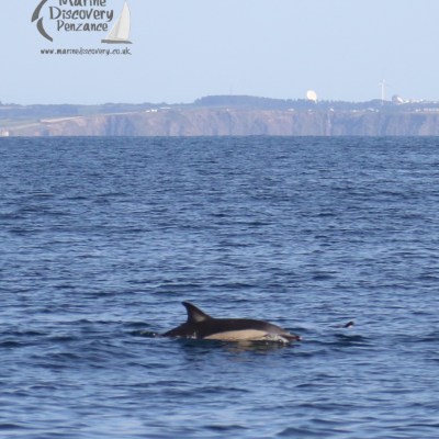 common dolphin