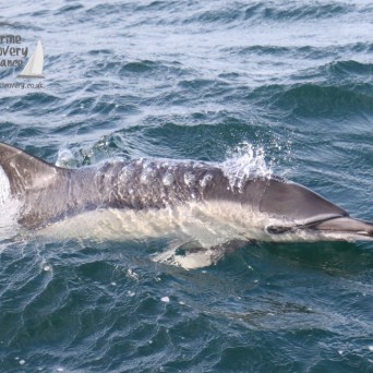 common dolphin