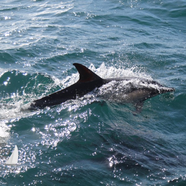 common dolphin