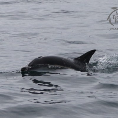 common dolphin