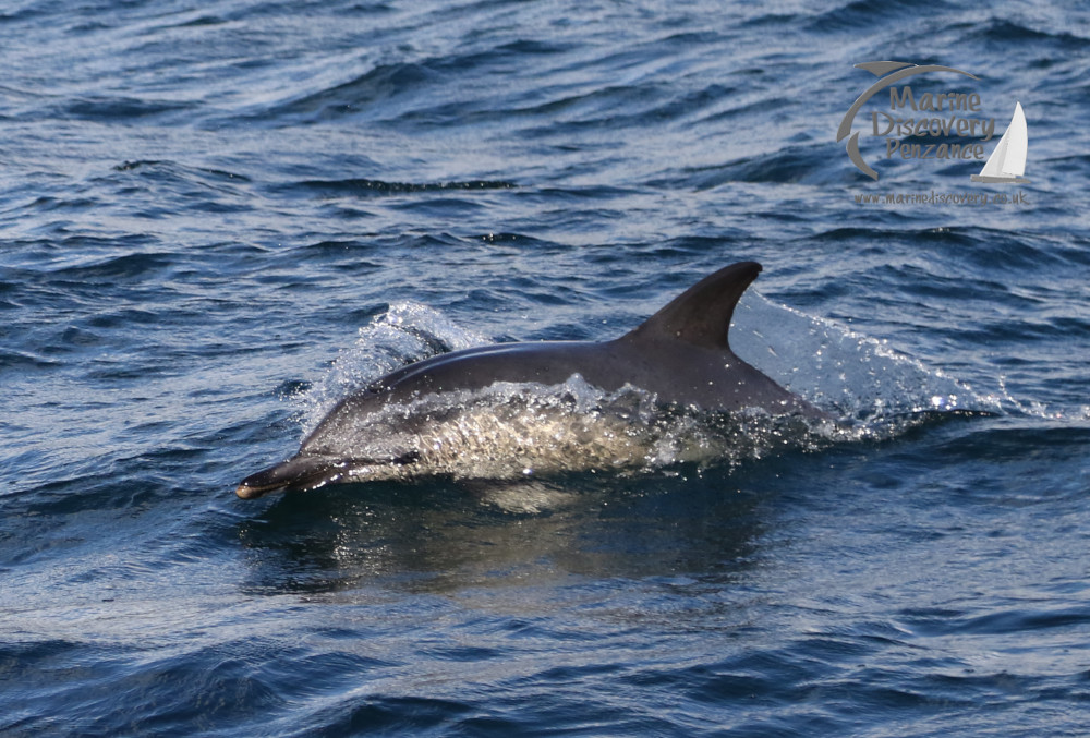 common dolphin