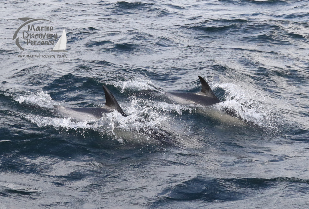 common dolphins