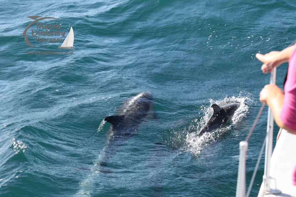 common dolphins