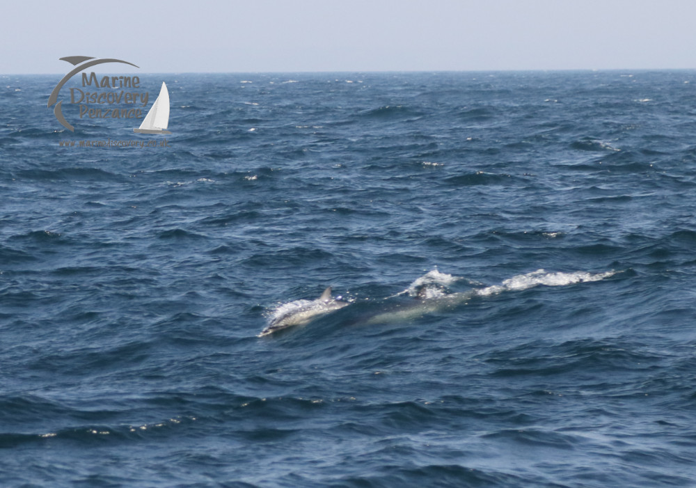 common dolphins