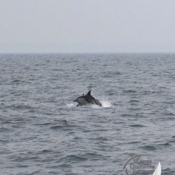 common dolphins jumping