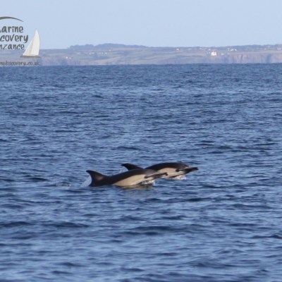 common dolphins