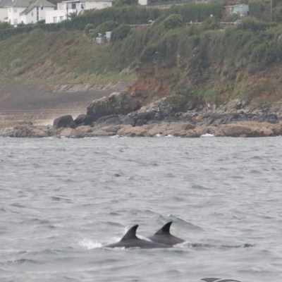common dolphins near Mousehole