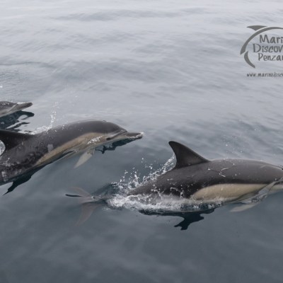 common dolphins