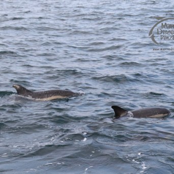 common dolphins
