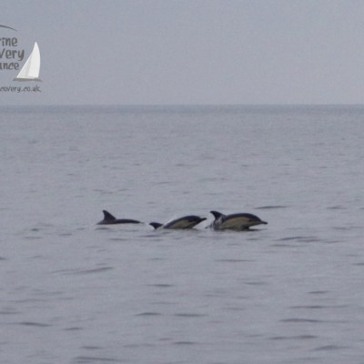 common dolphins