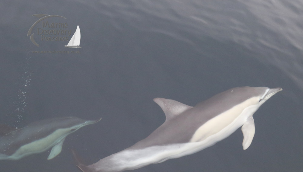 common dolphins