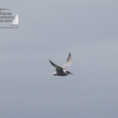 common tern