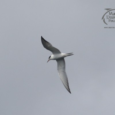 common tern