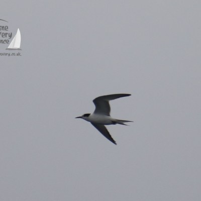 common tern
