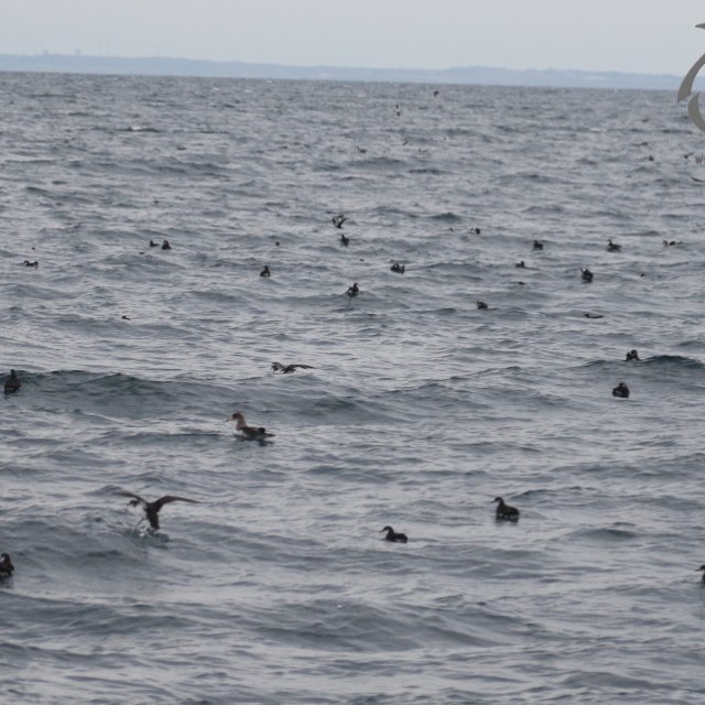 Cory's and Manx seharwaters