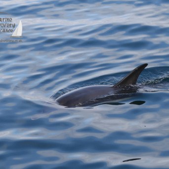 dolphin fin and blue sea