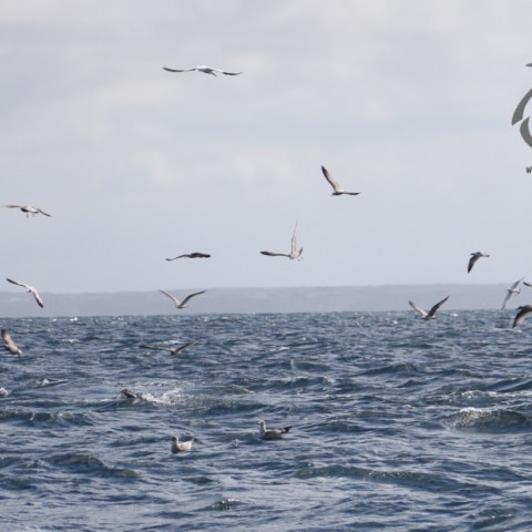 feeding birds and tuna