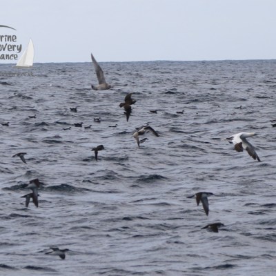 foraging seabirds