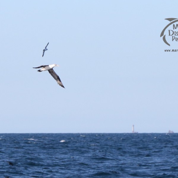 gannet and shearwater