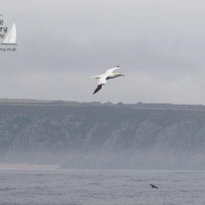 gannet and shearwater