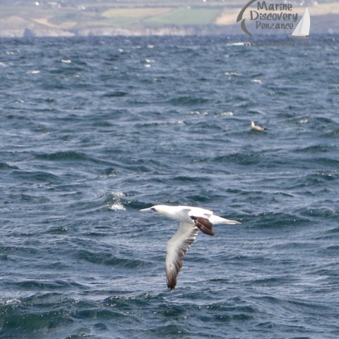 gannet