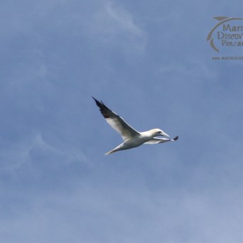 gannet
