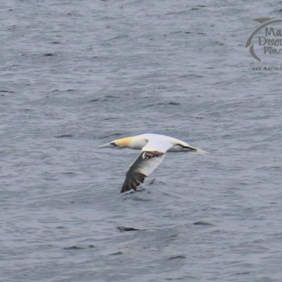 gannet