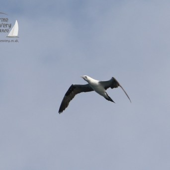 gannet