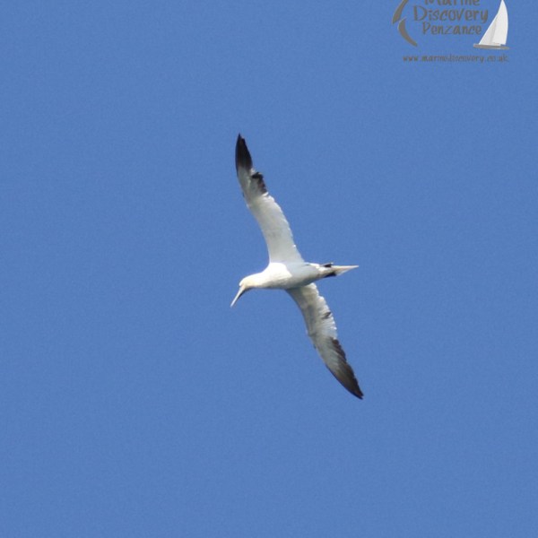 gannet