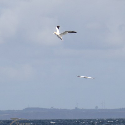 gannets