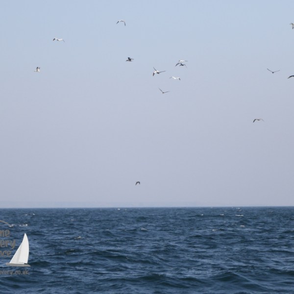 gannets